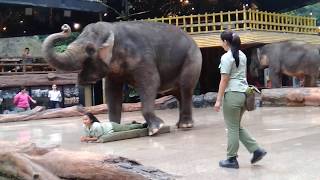 Atraksi Gajah Taman Safari