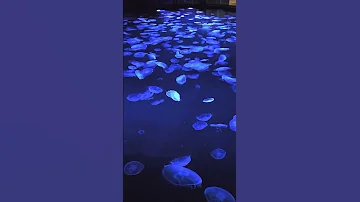 Jellyfish Tank At Sumida Aquarium Tokyo 