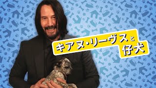 キアヌ・リーヴスが仔犬たちに囲まれながらファンの質問に答えます！