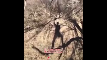 tree branch fail 😆