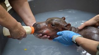 Fiona The Baby Hippo Is Back With Her Family And People Can't Handle It