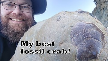 My best fossil crab find - a unique fossil find