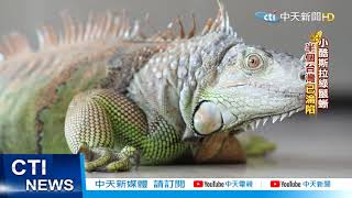 【監督的力量】20210106 小酷斯拉綠鬣蜥 半個台灣「已淪陷」