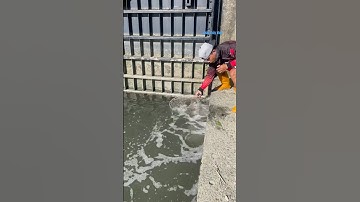 Cá Lớn - vợt Cá Rô Phi phía dưới cửa xả lũ 😱 #khacthuyvlogg