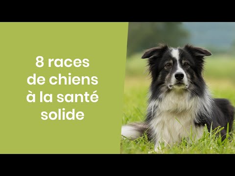 Vidéo: 7 races de chiens qui ne font pas bien dans la chaleur