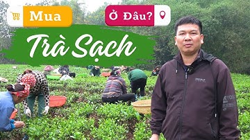 Mua Trà Thái Nguyên Ngon Sạch Ở Đâu? Chè Tân Cương Theo Hướng Hữu Cơ