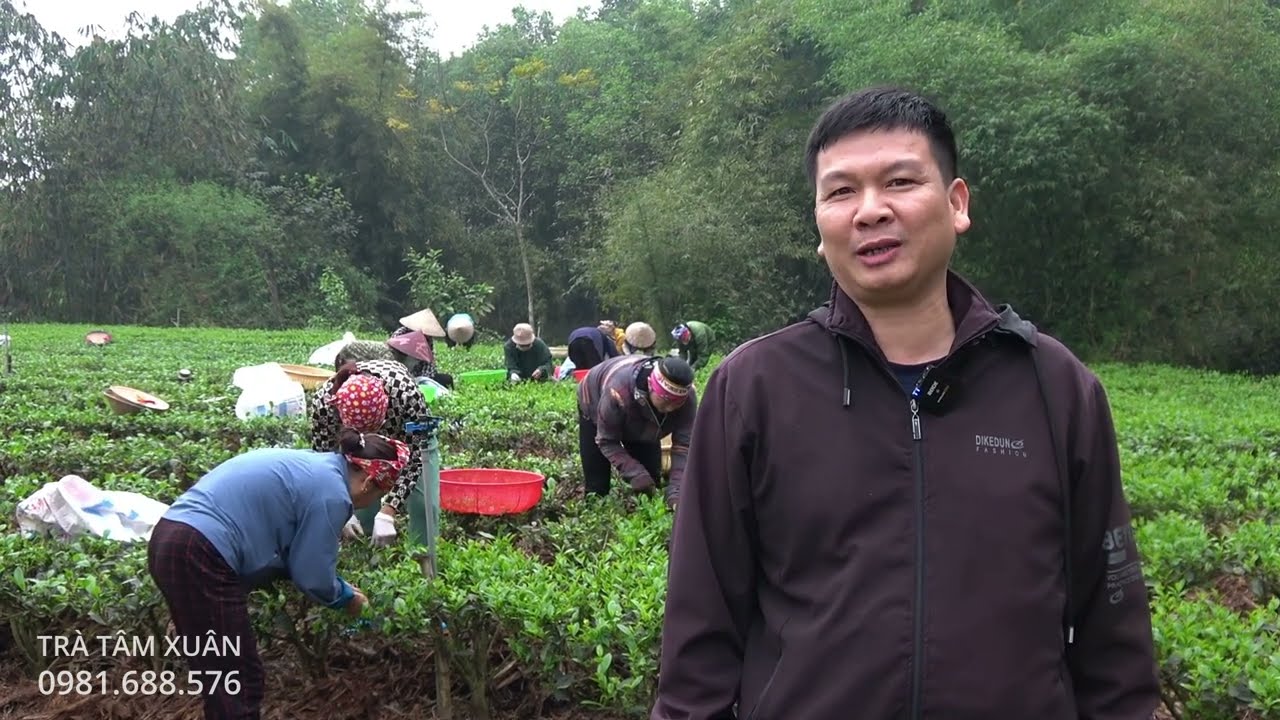 Chè tân cương thái nguyên