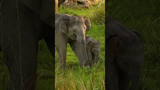 Elephant’s Playtime with Kids! | Gentle Giant and Little Ones | Elephant Fun Moments with Kids