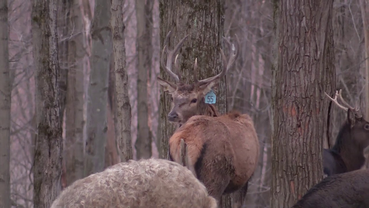 Seven Mountain Outdoors- EXOTICS HUNT at Wounded Hero's Hunting Camp