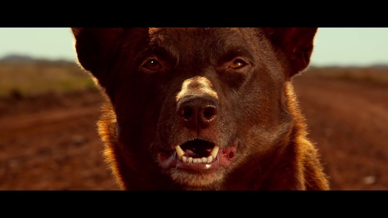 Red Dog True Blue Interview with director Kriv Stenders YouTube