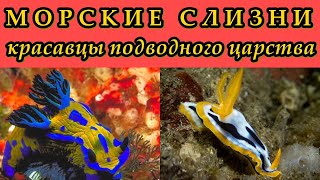 МОРСКИЕ СЛИЗНИ - Красавцы подводного царства