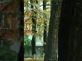 ОСЕНЬ Ю