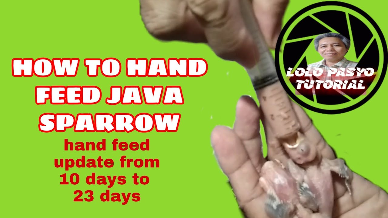 HOW TO HAND FEED JAVA SPARROW - YouTube