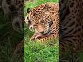 Positive News - Aging Mother and Son Jaguars Arrive at Special Retirement Home for Big Cats