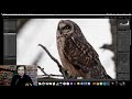 Bird and wildlife photography tutorial: Why Expose To The Right (ETTR) is so critical