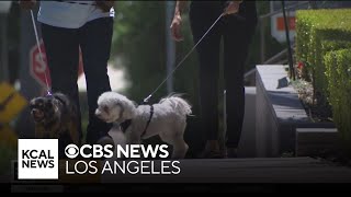 Pet owners call out Rover.com to better screen pet sitters | On Your Side screenshot 5