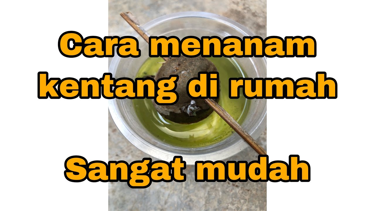 Cara menanam Kentang di rumah 