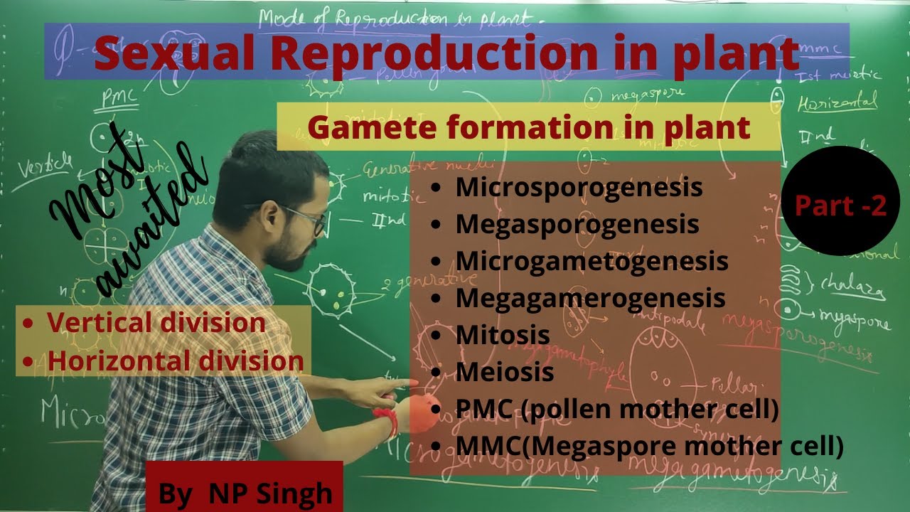 Sexual Reproduction in Plants Part-2, Gamete formation