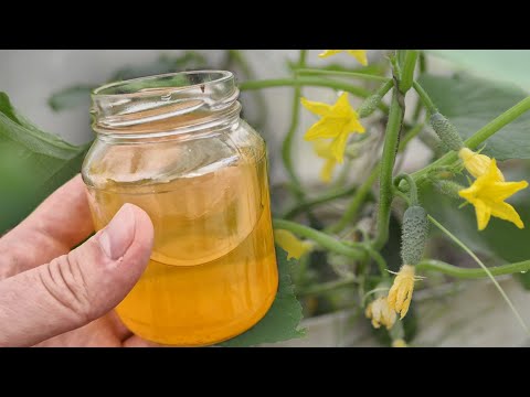 Video: Шамал тегирменинин чөптөрүн аныктоо - жел тегирменинин чөптөрүн өстүрүү шарттары