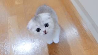 A kitten that wanders around its owner's feet when it's hungry is adorable.