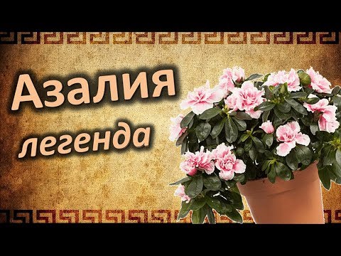 Магия Азалии! Мифы и легенды об Азалии!