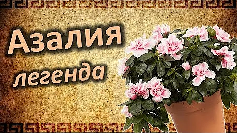 Магия Азалии! Мифы и легенды об Азалии!