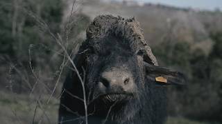 How buffalo poo may help reduce the use of antibiotics in farms