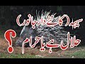 کیا سیہ سیہہ یا سیہگ نامی خاردار جانور حلال ہے حلال اور حرام جانور      