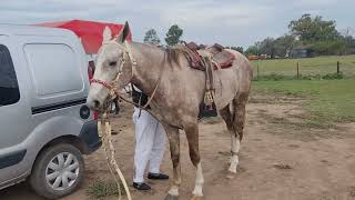 El abuelo mas campero de la región [primer carrera con caballo nuevo] #caballos #doma #potros #horse