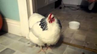 Sneezing Chicken (Omicron? Corona Virus?)