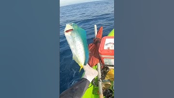 Câu cá dũa #bụivlog #fishing #shorts #mahi