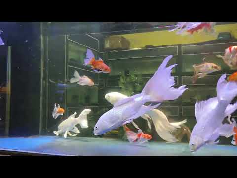 Platinum butterfly koi