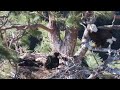 Bald Eagles Nesting – Week 8 Update (May 16, 2024) 🦅#eaglenest