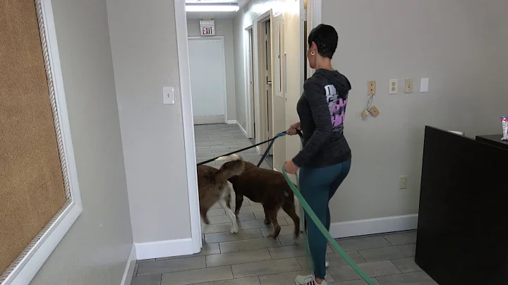 Elite Professional Dog Training Walk Through in La...