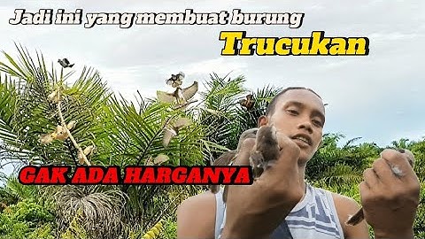 Mikat Burung Trucukan Di Serbu Puluhan Ekor Trucukan #kicaumania #mikatburung #pikat #birds