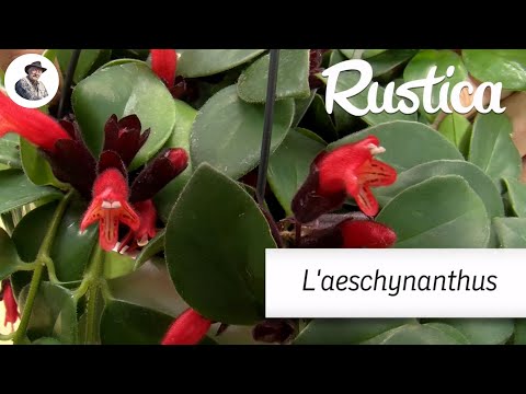 Vidéo: Aeschynanthus Lipstick Vine Info: Comment prendre soin d'une plante de rouge à lèvres