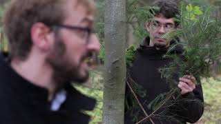 Pedacola im Wald