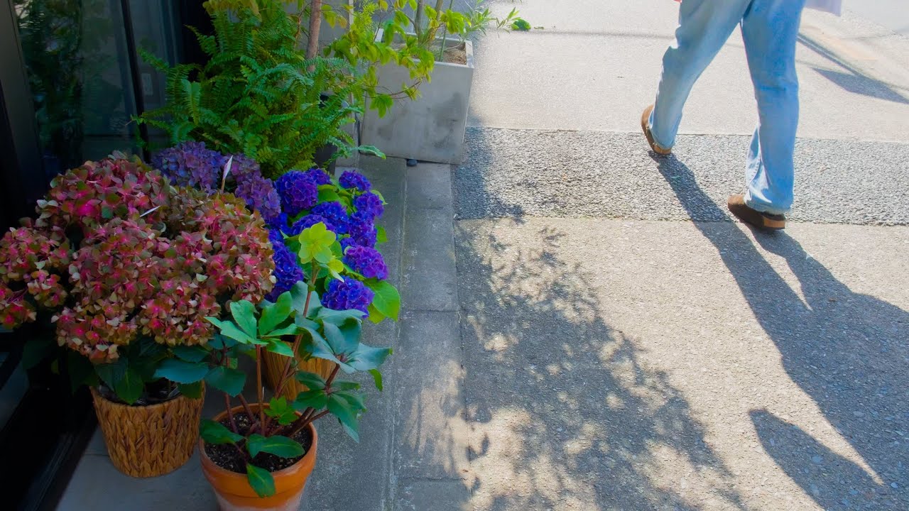 のんびりと新緑を楽しむ｜新緑散策と民藝館