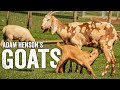 My guide to keeping goats  things to know before you buy  adam henson  ep8