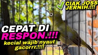 Ciak Joss Kecial Kuning Ampuh Bikin Kecial Malas Bunyi Jadi GACOR‼️
