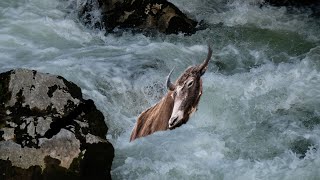 yak animal drowning in fast flowing river👩🏾‍🦰