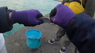 大型○○が釣れまくる防波堤で釣りしてみた