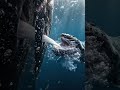 Witnessing a Humpback whale calf nursing is one of nature's rarest sights.🍼🐋🌊