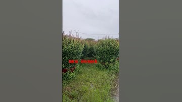 Hoa Cúc Đại Đóa Tết 2025 Ninh Hòa Khánh Hòa TAM SƯ D1M2 1M 85 Nụ Zô Đồng Nhất 11/11/2024 ÂL #shorts