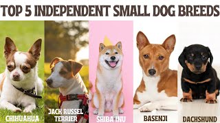 Top 5 Independent Small Dog Breeds by FurryFriends 288 views 1 month ago 10 minutes, 51 seconds