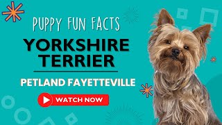 Everything you need to know about Yorkshire Terrier puppies! by Petland Fayetteville 13 views 9 months ago 1 minute, 11 seconds
