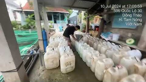 Cá lóc giống 0909 77 0509