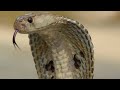 Snake Bite management by Dr Gireesh Kumar KP