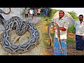 Big size indian russellviper snake venomous snake rescue gonegandla 9966333589 whatsapp