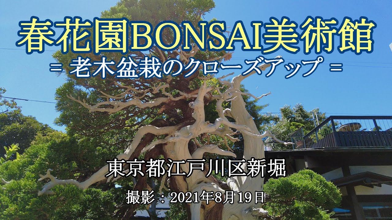 春花園bonsai美術館 老木盆栽のクローズアップ 4k Shunkaen Bonsai Museum Close Up Of Old Tree Bonsai Youtube